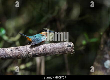 Ein grün und rufous Eisvogel (Chloroceryle Inda) thront auf einem Baum im Amazonas-Regenwald. Yasuni-Nationalpark in Ecuador. Stockfoto