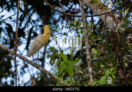 Ein Capped Heron (Pilherodius Pileatus) stehend auf einem Ast im Amazonas-Regenwald. Yasuni-Nationalpark in Ecuador, Südamerika. Stockfoto