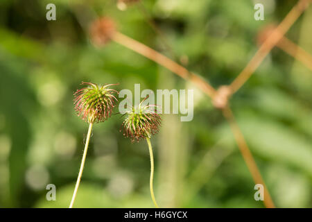 hinterleuchtete Seedhead gemeinsamen Unkraut Herb Bennet dessen Haken Grate gekippt sind wie Klette die Erfindung der Klettverschluss inspiriert Stockfoto