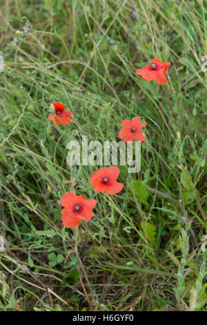Papaver Rhoeas Reihen von leuchtend roter Mohn wächst gegen Rasen Wiese und Mohn Altanlagen Stockfoto