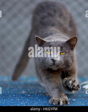 Die süße graue Katze Stockfoto