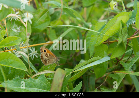 Misch- und erschwert die Raubtiere Wiese braun Schmetterling ruht auf Gräser Hecke Pflanzen sehen Stockfoto