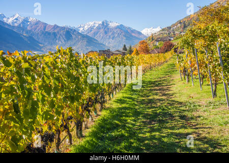 Weinberg im Herbst im Aosta-Tal, nahe der Stadt von Aosta, Italien. Stockfoto