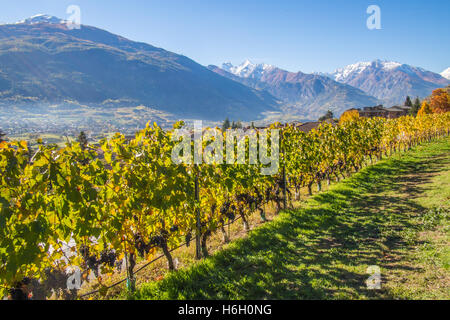 Weinberg im Herbst im Aosta-Tal, nahe der Stadt von Aosta, Italien. Stockfoto