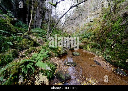 MwSt o-Burn in den Muir Dinnet National Nature Reserve Cairngorms National Park-Aberdeenshire-Schottland Stockfoto