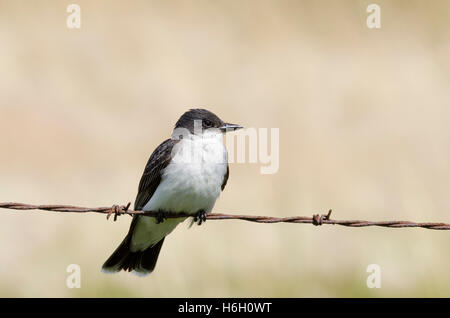 Östlichen Kingbird thront auf Stacheldraht, in der Prärie von Alberta, in der Nähe von Calgary, Kanada. Stockfoto