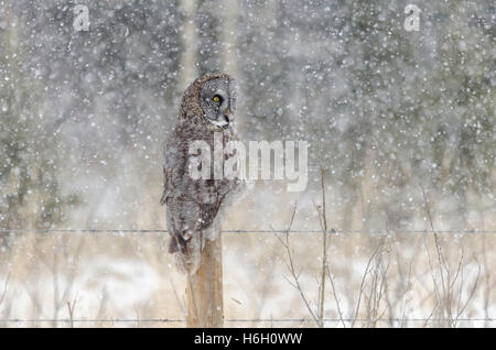 Großen grau-Eule auf einem Zaunpfahl während einer April Schneesturm in den Ausläufern von Alberta, Kanada. Stockfoto