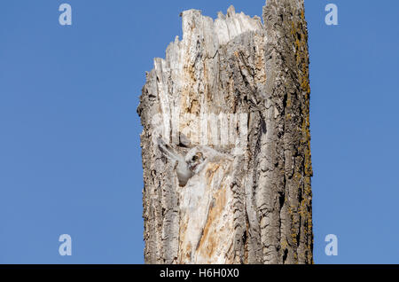 Junge große gehörnte Eule peering aus seinem Nest in einem toten Baum-Hohlraum mit blauem Himmelshintergrund. Stockfoto