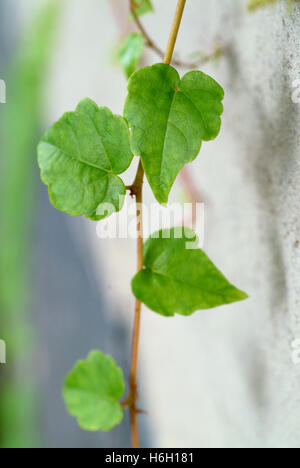 Hedera, allgemein Efeu (Plural ivies) genannt, ist eine Gattung von 12-15  Arten von immergrnen Kletter-oder Boden-kriechenden Gehlzen in der  Familie Araliaceae Stockfotografie - Alamy