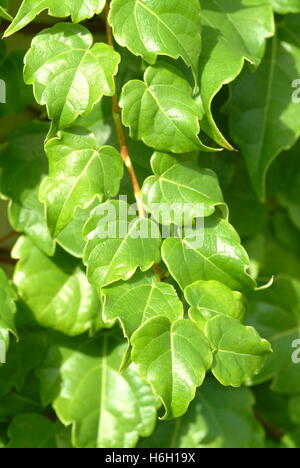 Hedera, allgemein Efeu (Plural ivies) genannt, ist eine Gattung von 12-15  Arten von immergrnen Kletter-oder Boden-kriechenden Gehlzen in der  Familie Araliaceae Stockfotografie - Alamy