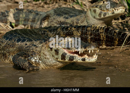 Yacare Kaimane (Caiman yacare) in einem Fluss im Pantanal, Brasilien Stockfoto