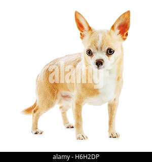 Beige Chihuahua Hund isoliert auf weißem Hintergrund. Closeup. Stockfoto