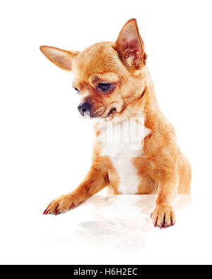 Roten Chihuahua Hund isoliert auf weißem Hintergrund. Closeup. Stockfoto