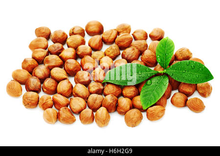 Haufen frisch geschälte Haselnüsse mit grünen Blättern, die isoliert auf weißem Hintergrund. Close-up. Stockfoto