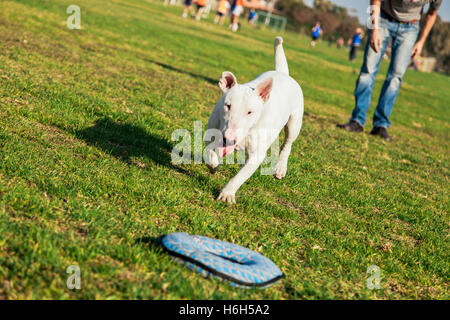 Bull Terrier Hund spielen mit einem Donut geformte Plüschtier an einem sonnigen Tag im Park. Stockfoto