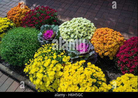 Mütter; Chrysantheme; in Gärten der Omni Bedford Springs Resort & Spa; Bedford; Pennsylvania; USA Stockfoto