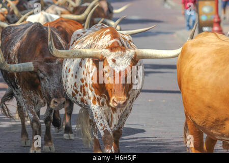 Almabtrieb durch Straßen von Ft Worth Stockyards Stockfoto