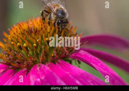 Biene auf einer Echinacea Stockfoto