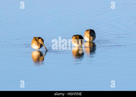 Willets; Tringa Semipalmata; Sandpiper bei Sonnenaufgang, Monte Vista National Wildlife Refuge, Colorado, USA Stockfoto