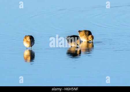 Willets; Tringa Semipalmata; Sandpiper bei Sonnenaufgang, Monte Vista National Wildlife Refuge, Colorado, USA Stockfoto