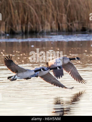 Kanadische Gänse im Flug bei Sonnenaufgang, Monte Vista National Wildlife Refuge, Colorado, USA Stockfoto