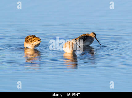 Willets; Tringa Semipalmata; Sandpiper bei Sonnenaufgang, Monte Vista National Wildlife Refuge, Colorado, USA Stockfoto