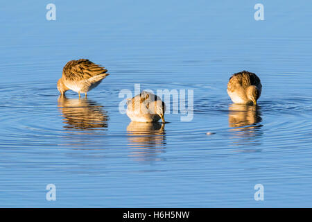 Willets; Tringa Semipalmata; Sandpiper bei Sonnenaufgang, Monte Vista National Wildlife Refuge, Colorado, USA Stockfoto