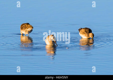 Willets; Tringa Semipalmata; Sandpiper bei Sonnenaufgang, Monte Vista National Wildlife Refuge, Colorado, USA Stockfoto