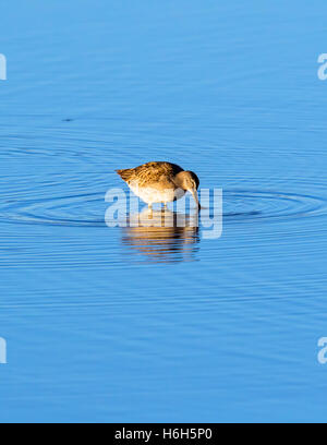 Willets; Tringa Semipalmata; Sandpiper bei Sonnenaufgang, Monte Vista National Wildlife Refuge, Colorado, USA Stockfoto