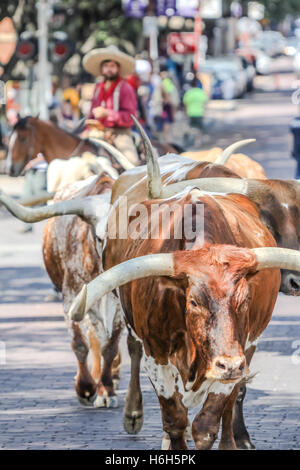 Lange Horn Almabtrieb Stockfoto