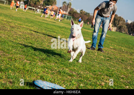 Bull Terrier Hund spielen mit einem Donut geformte Plüschtier an einem sonnigen Tag im Park. Stockfoto