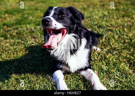 Ein Border-Collie Hund Portrait, schwer atmend, bei einer Rast auf dem Rasen an einem sonnigen Tag. Stockfoto