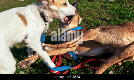 Zwei Mischlingshunde kämpfen spielen auf dem Rasen des Parks. Stockfoto