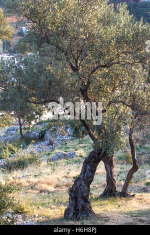 taxus baccata 225-250 Taxus baccata 'Fastigiata' Solitär main image 0