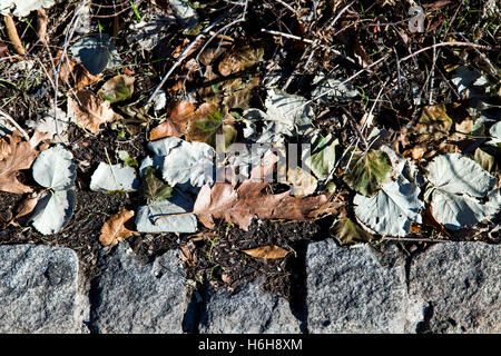 Abstraktion der gefliesten Pflaster mit trockenen Blättern und Erde. Stockfoto