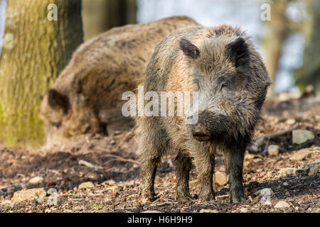 Wildschwein (Sus Scrofa Scrofa) - Wildschwein Gehäuse, Roetgen, Deutschland Stockfoto