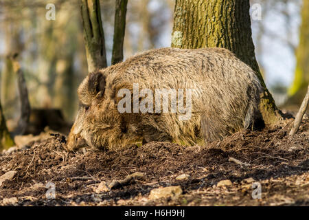 Wildschwein (Sus Scrofa Scrofa) - Wildschwein Gehäuse, Roetgen, Deutschland Stockfoto