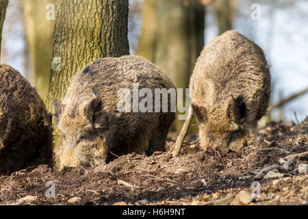 Wildschwein (Sus Scrofa Scrofa) - Wildschwein Gehäuse, Roetgen, Deutschland Stockfoto