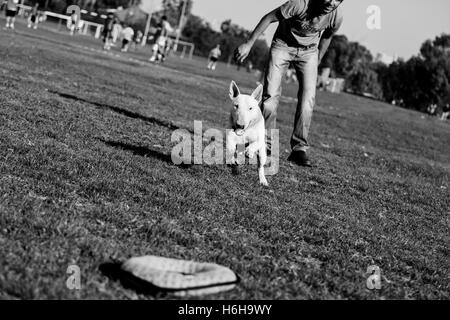 Bull Terrier Hund spielen mit einem Donut geformte Plüschtier an einem sonnigen Tag im Park. Stockfoto