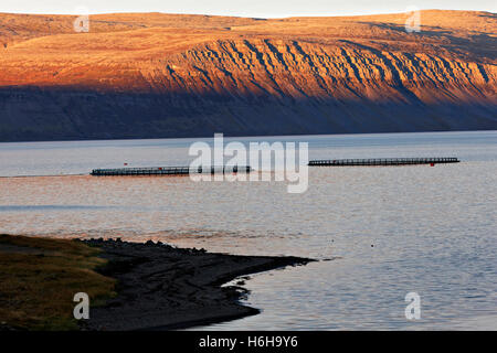 Fischzucht Netze im Fjord-Landschaft, Westfjorde, Island, Nordatlantik, Europa Stockfoto