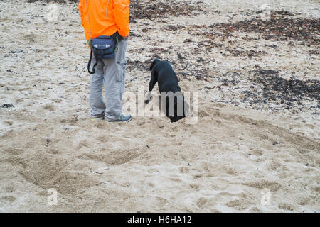 Man wartet, während seine schwarze Labrador Hund auf Gyllyngvase Strand, Falmouth, Cornwall gräbt wo Hunde nur im Winter dürfen Stockfoto