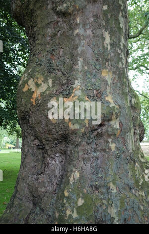 Rinde und Stamm von einer Londoner Platane Platanus X acerifolia, in einem Park in London, Juni Stockfoto