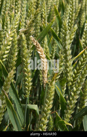 Ein Whitehead oder leere Ähre Winter verursacht durch eine Krankheit wie z. B. Fusarium oder Schwarzbeinigkeit, Juli Stockfoto