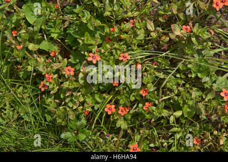 Eine blühende Pflanze von Scarlet Pimpernel, Anagallis Arnensis, eine einjährige landwirtschaftliche Pflanze, Berkshire, Juli Stockfoto