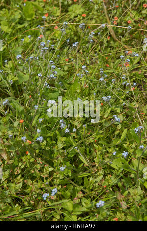 Hellblauen Blumen von Vergissmeinnicht, Myosotis Arvensis, Pflanze mit Scarlet Pimpernel, Berkshire, Juli Stockfoto