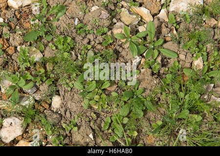 Gemischte jährliche landwirtschaftliche breitblättrigen Unkraut Sämlinge und Jungpflanzen auf steinigen Saatbeet, Juli Stockfoto