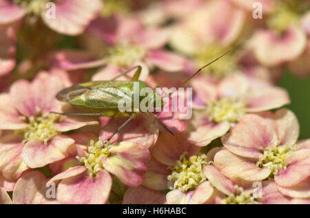 Gemeinsamen grünen Kapsid, Lygocoris Pabulinus, auf einer Achillea Blume, Berkshire, Juli Stockfoto