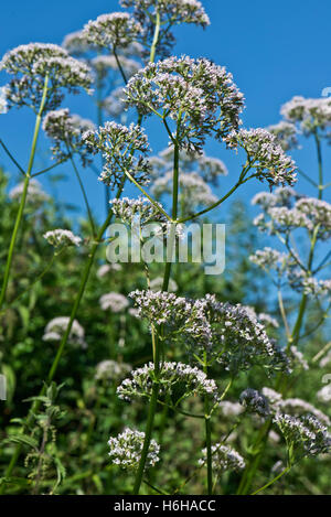 Gemeinsamen Baldrian, Valeriana Officinalis, blühen neben der Kennet und Avon Kanal, Juli Stockfoto