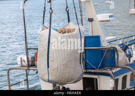 Fischerteam Boot Landung fangen an Hobbs Punkt, Pembroke Dock, Wales, UK Stockfoto