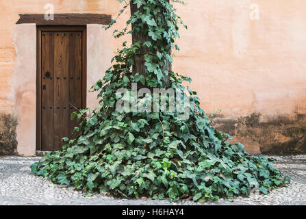 Vintage Holztür und Efeu. Stockfoto